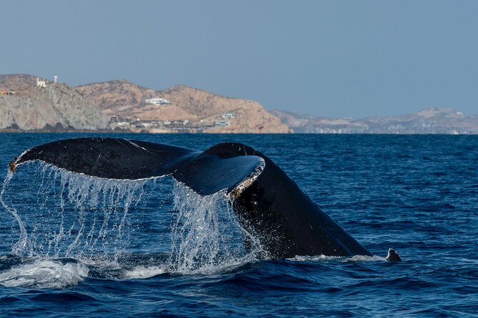 Whale Watching by Zodiac in Cabo San Lucas with Photos Included - The hydrophone adds sound to the sighting