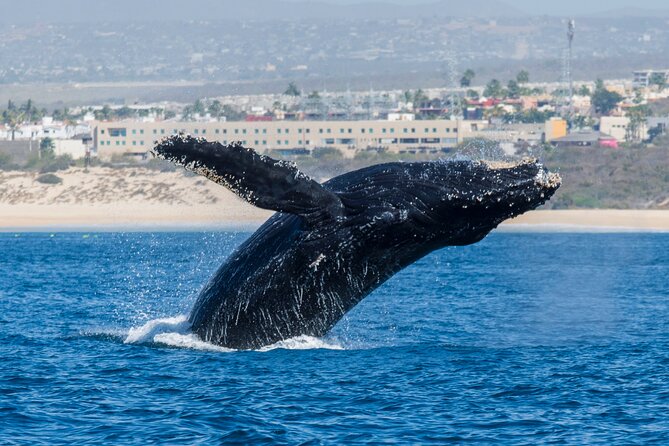 Whale Watching by Zodiac in Cabo San Lucas with Photos Included - What is included for $85