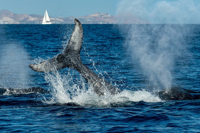 Whale Watching by Zodiac in Cabo San Lucas with Photos Included - Comfort, weather, and what to bring
