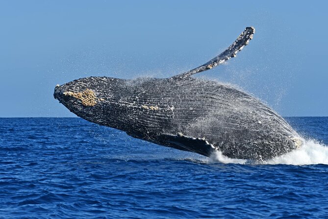 Whale Watching by Zodiac in Cabo San Lucas with Photos Included - Who will enjoy this Cabo whale tour most