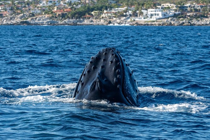 Whale Watching by Zodiac in Cabo San Lucas with Photos Included - Leaving Marina Cabo San Lucas on the Apex Zodiac