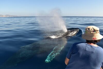 Whale Watching Cabo-Women crew-Sightings Guaranteed & Free Photos