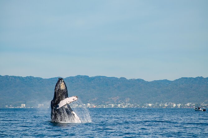 Whale Watching Cruise In Puerto Vallarta & Nuevo Vallarta - What the four-hour schedule feels like