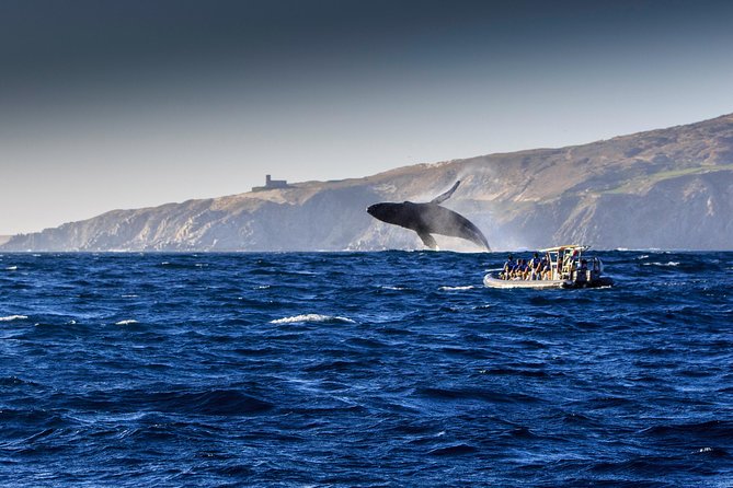 Whale Watching Dinner Cruise in Cabo San Lucas - What the $110 price really covers