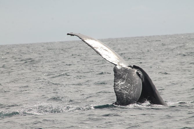 Whale Watching Dinner Cruise in Cabo San Lucas - Who will enjoy this Cabo cruise most