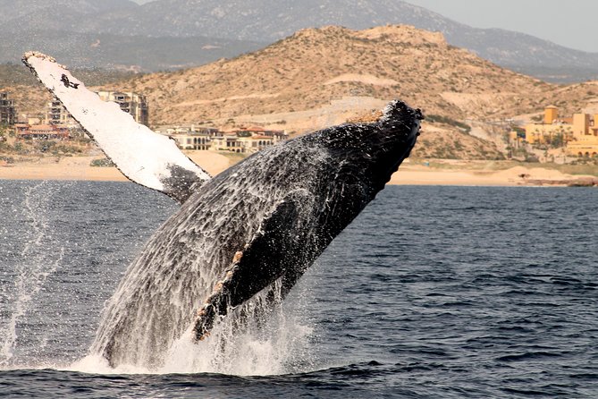 Whale Watching Dinner Cruise in Cabo San Lucas - Small details that make the evening smoother