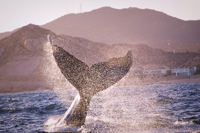 Whale Watching Experience in Cabo San Lucas - A beach stop depends on the port authority