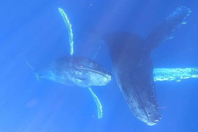 Whale Watching Experience in Cabo San Lucas - Pelican Rock and the quick fish stop