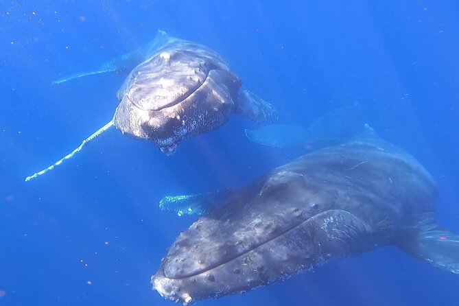 Whale Watching Experience in Cabo San Lucas - Searching for humpback and gray whales
