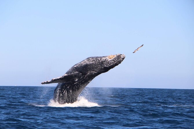 Whale Watching Experience in Cabo San Lucas - Photos, videos, and the drone advantage