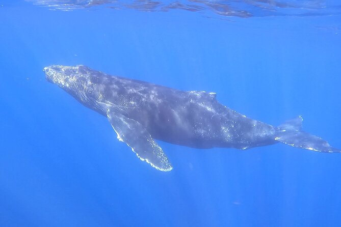 Whale Watching Experience in Cabo San Lucas - Comfort, drinks, and what to pack