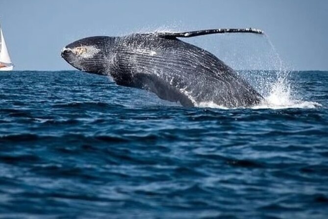 Whale Watching in Cabo: 2-Hour Small Group Tour to The Arch - Why this two-hour Cabo tour works well