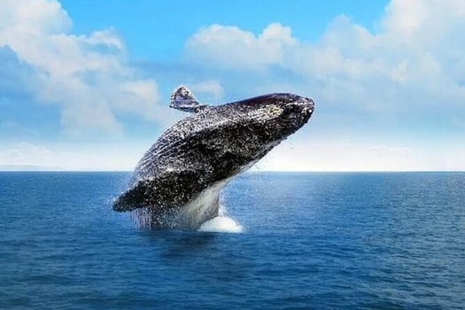 Whale Watching in Cabo: 2-Hour Small Group Tour to The Arch - Setting out from the marina