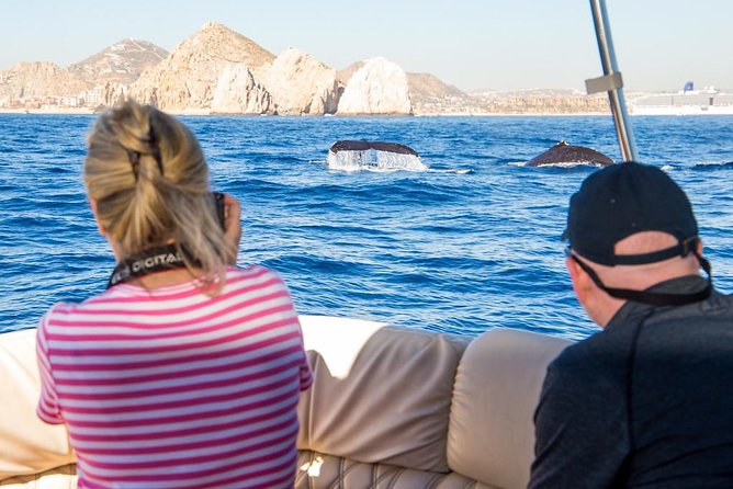 Whale Watching in Cabo San Lucas on board our Luxury Trimaran! - Why Cabo is a good place for a whale-watching trip