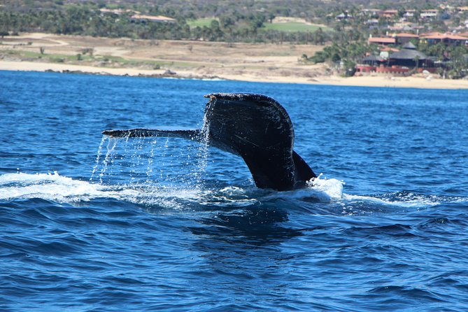 Whale Watching in Cabo San Lucas on board our Luxury Trimaran! - The roughly two-hour route around Cabo