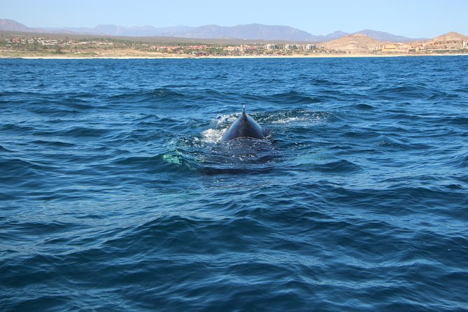 Whale Watching in Cabo San Lucas on board our Luxury Trimaran! - Pickup, meeting points, and the dock fee