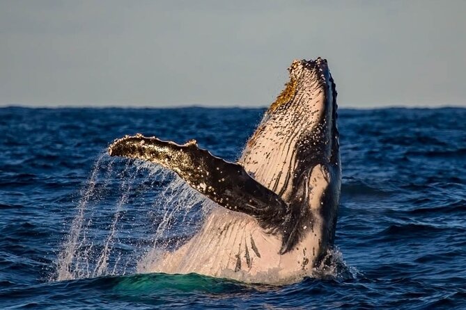 Whale Watching in Cabo San Lucas on board our Luxury Trimaran! - Is $115 a fair price?
