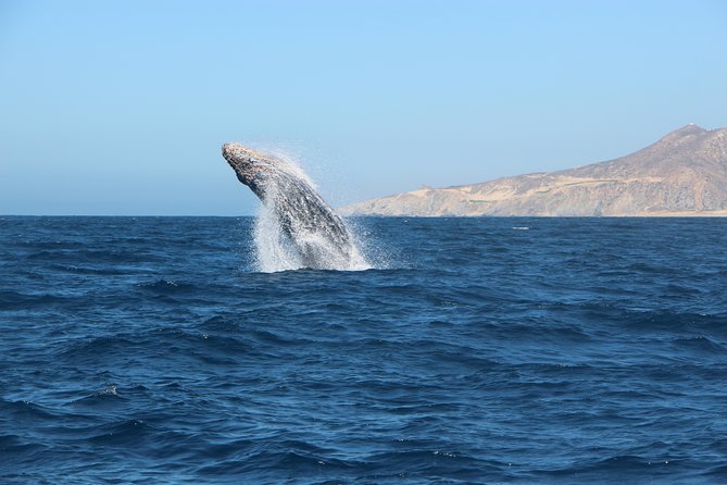 Whale Watching in Cabo San Lucas on board our Luxury Trimaran! - Who should book this trip