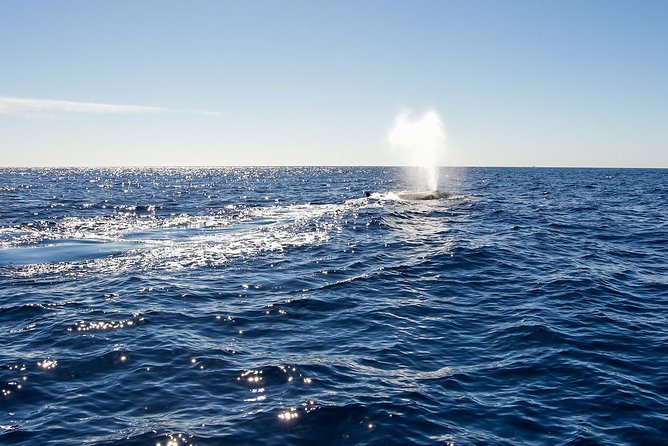 Whale Watching in Cabo San Lucas on board our Luxury Trimaran! - Boarding a small luxury trimaran