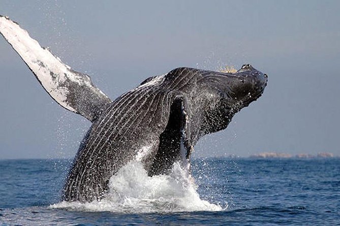 Whale Watching in Cabo San Lucas: Sightseeing Cruise and Shopping - Why this Cabo whale trip works as a half-day plan