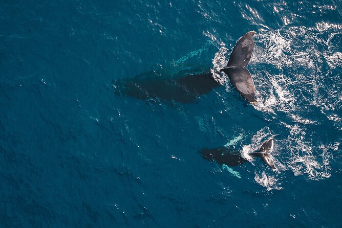 Whale Watching in Cabo San Lucas: Sightseeing Cruise and Shopping - The Sea of Cortez is where the day earns its price