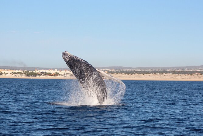 Whale Watching in Cabo San Lucas: Sightseeing Cruise and Shopping - Tequila tasting adds a Mexican touch, but keep expectations modest