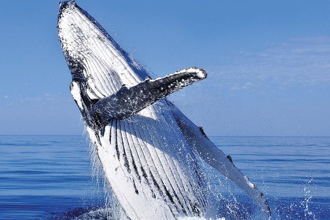 Whale Watching in Cabo San Lucas: Sightseeing Cruise and Shopping - Shopping time is useful, but only if you want a quick browse