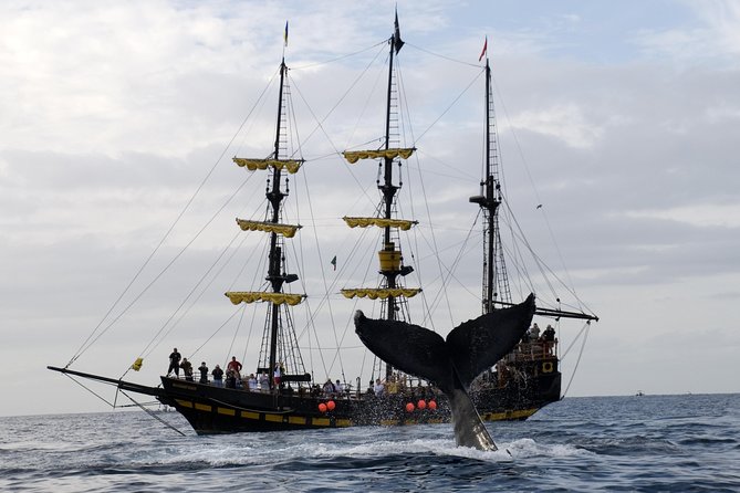 Whale-Watching Pirate Ship Cruise in Los Cabos - When to Book and How to Prepare