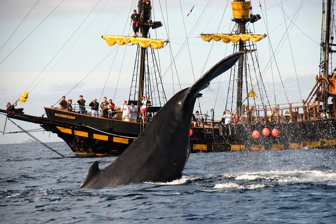 Whale-Watching Pirate Ship Cruise in Los Cabos - Should You Book the Buccaneer Queen?