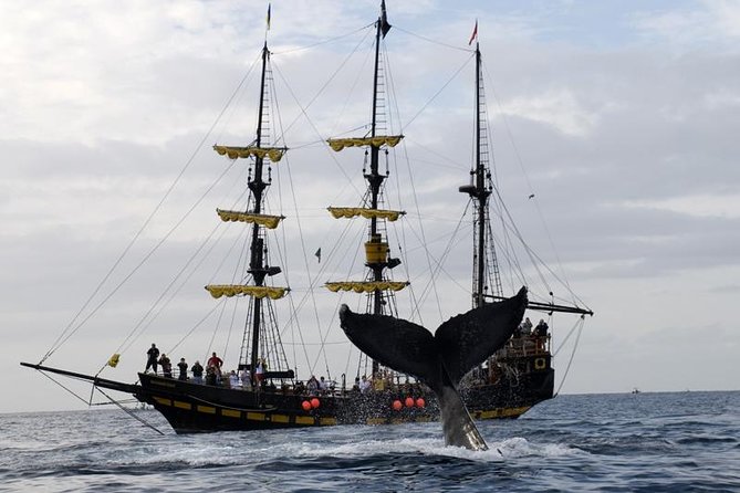 Whale-Watching Pirate Ship Cruise in Los Cabos - Searching for Humpbacks and Gray Whales