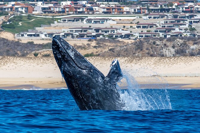 Whale Watching & Snorkeling Combo in Los Cabos with Photos Included - How Much Value Do You Get for $125?