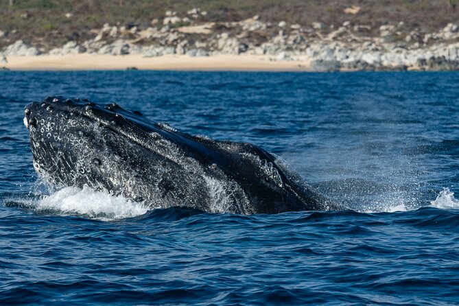 Whale Watching & Snorkeling Combo in Los Cabos with Photos Included - Weather, Season, and Cancellation Rules