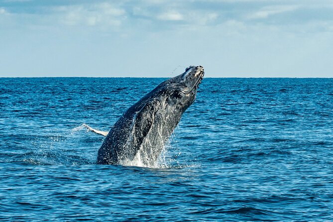 Whale Watching & Snorkeling Combo in Los Cabos with Photos Included - Practical Tips for a Better Morning
