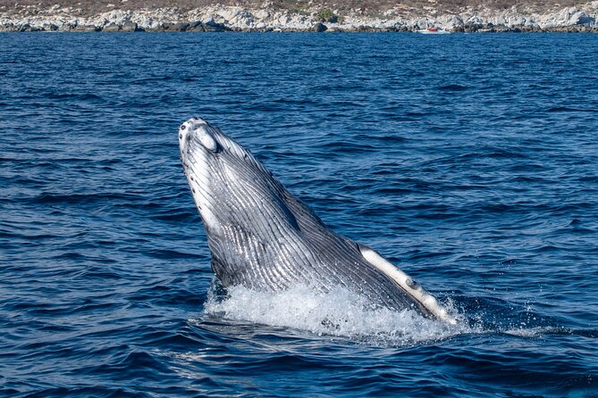 Whale Watching & Snorkeling Combo in Los Cabos with Photos Included - From Open Water to a Sea of Cortez Reef