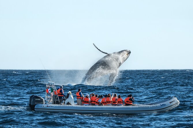 Whale Watching, The Famous Arch and Fast Boat Tour in Los Cabos - Key points to know before you book