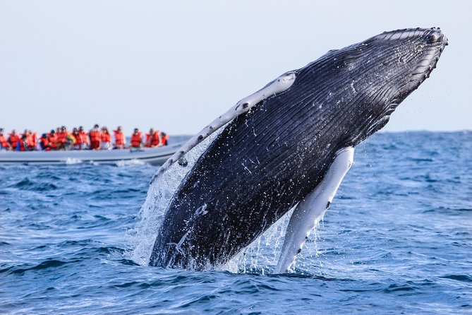 Whale Watching, The Famous Arch and Fast Boat Tour in Los Cabos - Passing the Arch on the way back