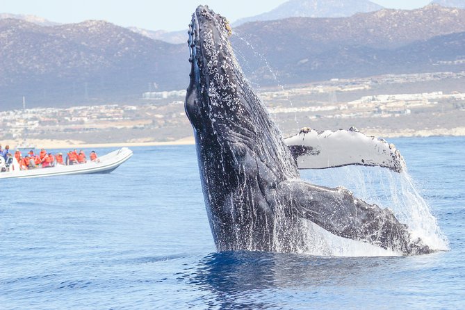 Whale Watching, The Famous Arch and Fast Boat Tour in Los Cabos - Boarding the open inflatable boat