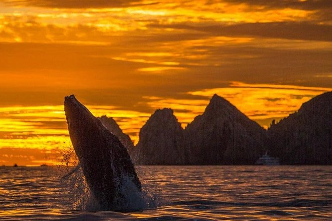 Whale Watching Tour in Los Cabos - Quick points to know before booking