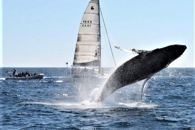 Whale Watching Tour in Los Cabos - The crew makes a real difference