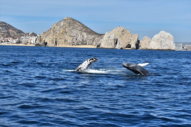 Whale Watching Tour in Los Cabos - Is $97 a fair price?