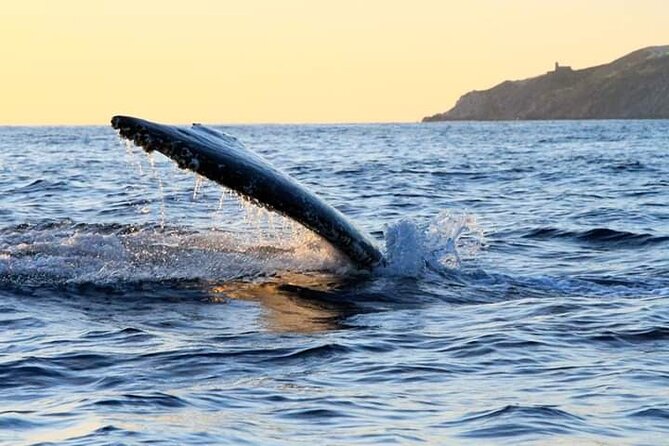 Whale Watching Tour in Los Cabos - Pickup, timing, and small details that matter