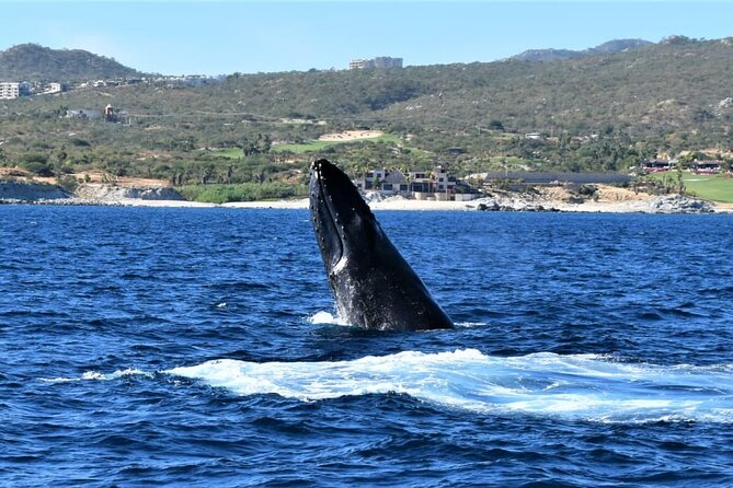 Whale Watching Tour in Los Cabos - Who Will Enjoy This Catamaran Most