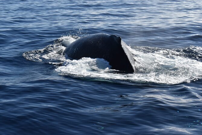 Whale Watching Tour in Los Cabos - Should You Book La Princesa?