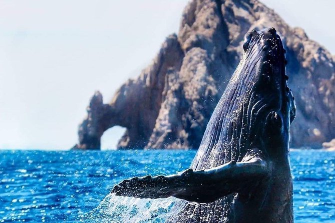 Whale Watching Tour in Los Cabos - From the marina to the Arch of Cabo