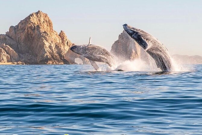 Whale Watching Tour with Arch and Beach in Cabo San Lucas - Key points to know before booking