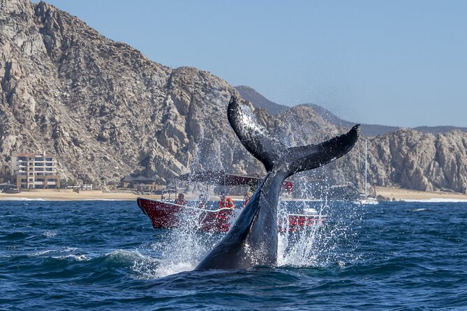 Whale Watching Tour with Arch and Beach in Cabo San Lucas - How good is the guiding?