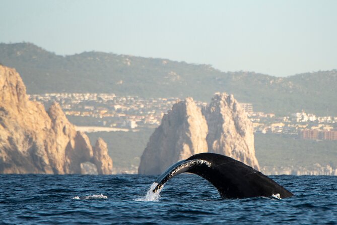 Whale Watching Tour with Arch and Beach in Cabo San Lucas - The glass-bottom issue and what you actually get