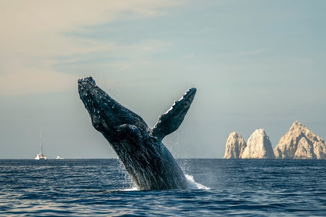 Whale Watching Tour with Arch and Beach in Cabo San Lucas - The beach stop is the biggest question mark