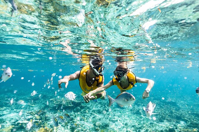 With Turtles, Shipwreck, Cenote, and Reef and Transport Included - From Cancun hotel lobby to the marina