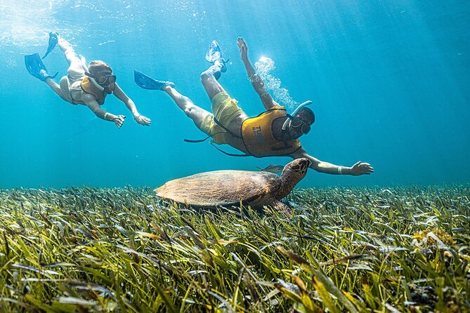 With Turtles, Shipwreck, Cenote, and Reef and Transport Included - Looking for sea turtles and reef animals